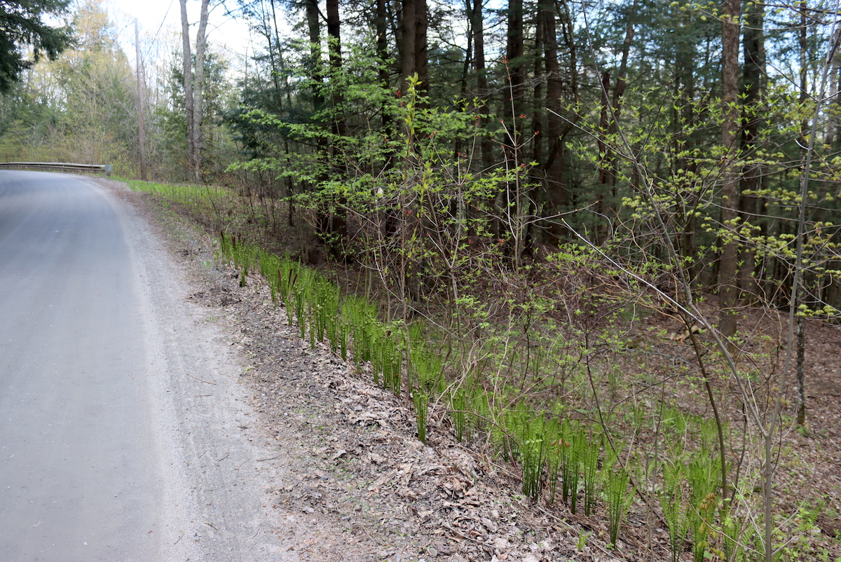 Foraging Fiddlehead Ferns (Matteuccia Struthiopteris) — Practical Self ...