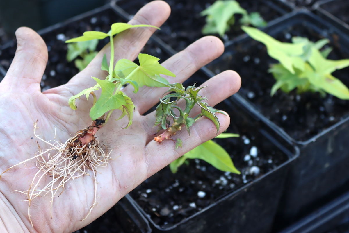 Rooted and UnRooted Sweet Potato Slips