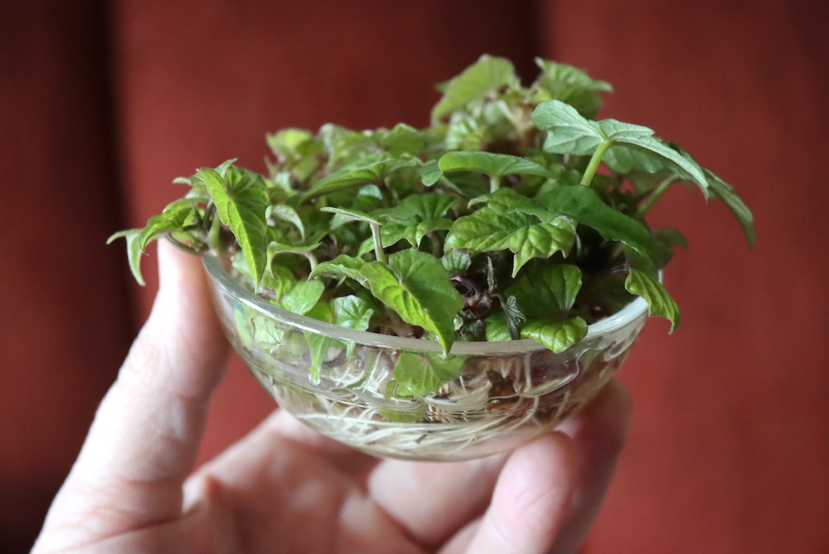 Rooting Sweet Potato Slips in Water