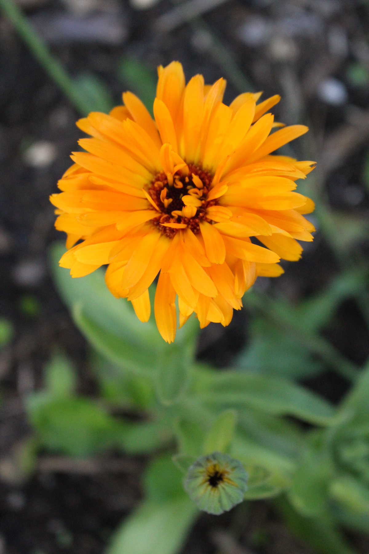 Ruffled Calendula Flower