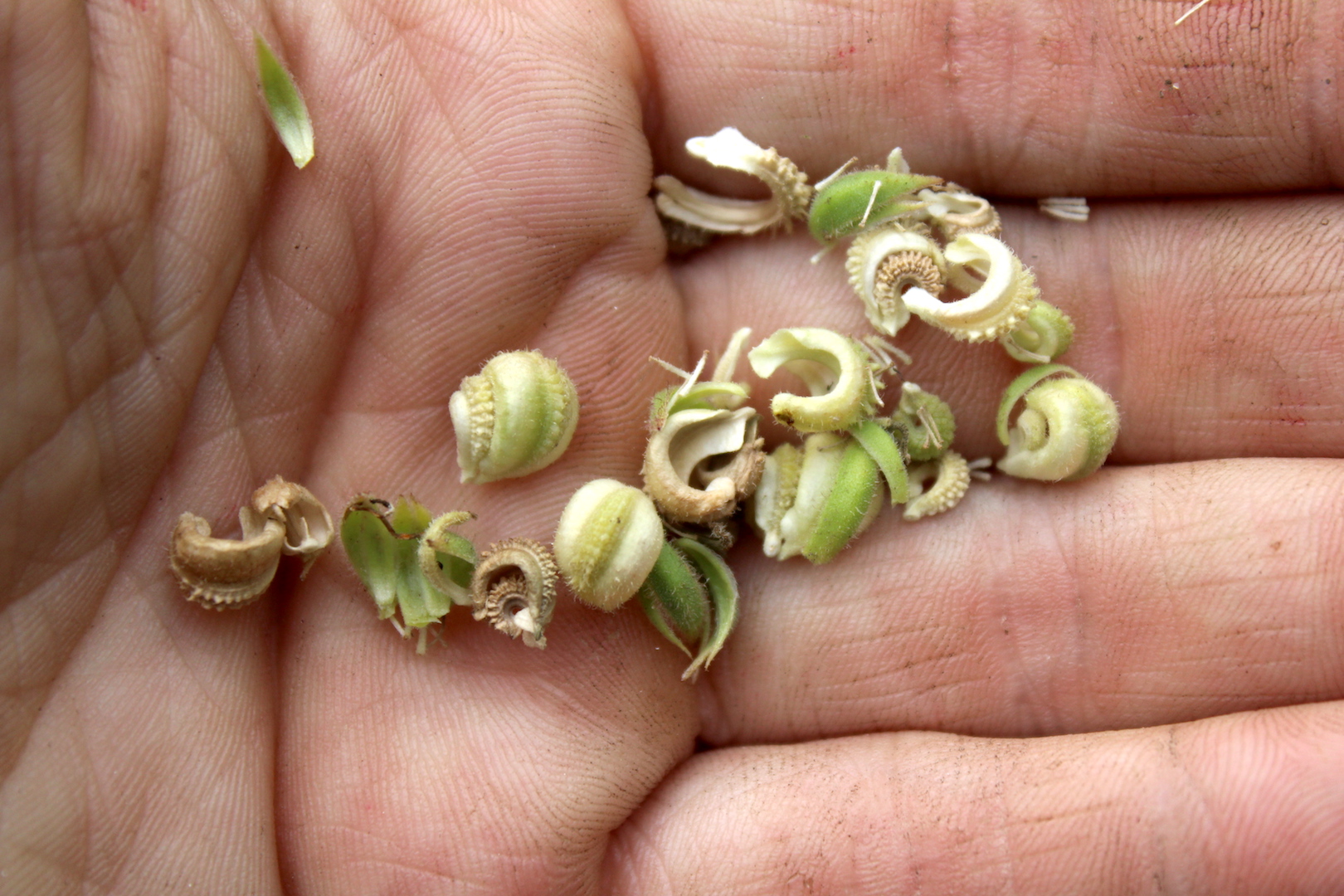 Saving Calendula Seed