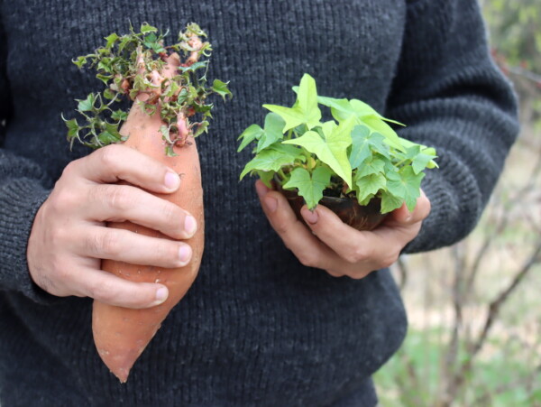 Sweet Potato Slips