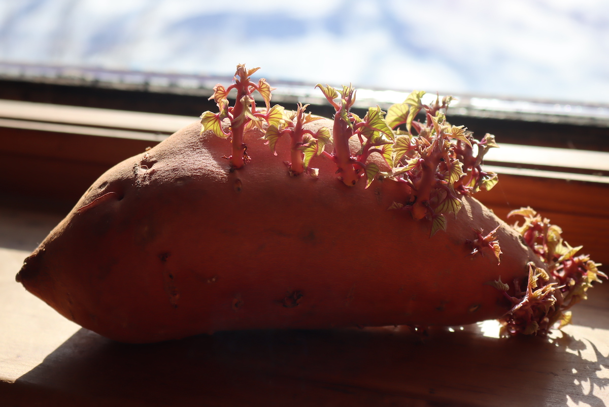 Widowsill Sweet Potato Slips