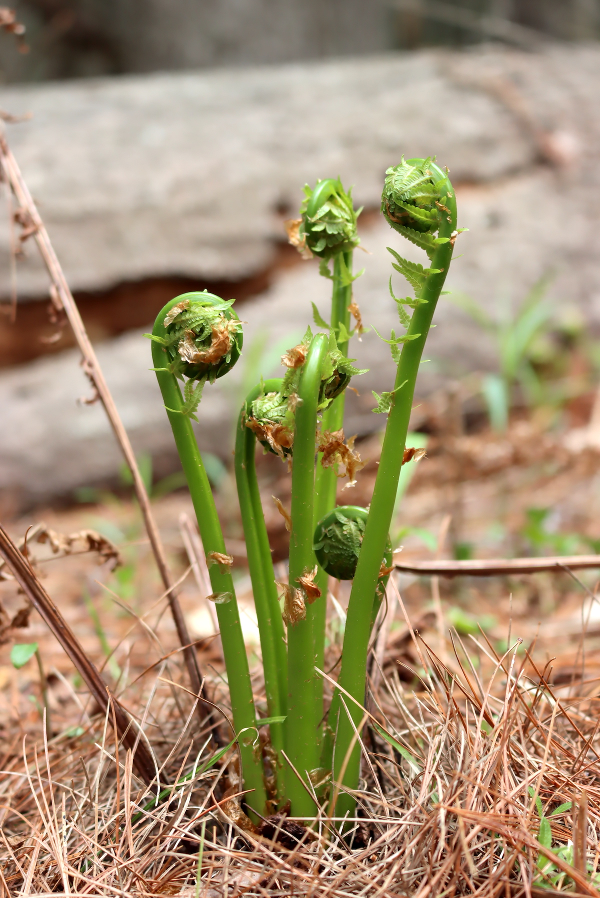 Foraging Fiddlehead Ferns (Matteuccia Struthiopteris)