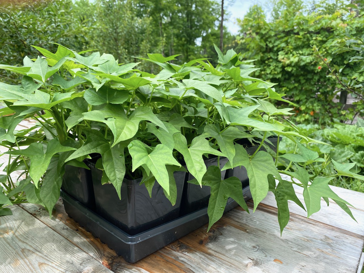 Young Sweet Potato Plants