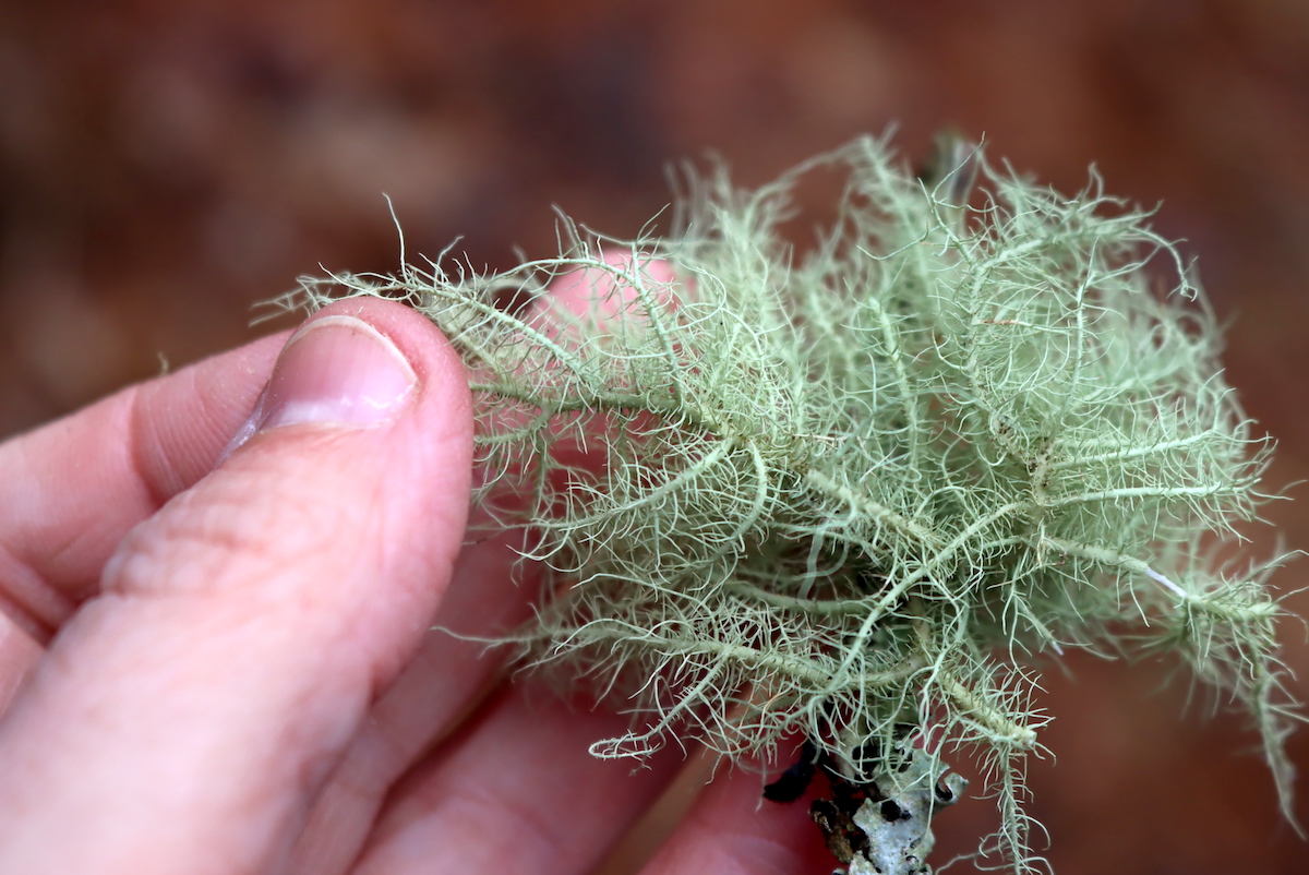 Usnea Branching Structure