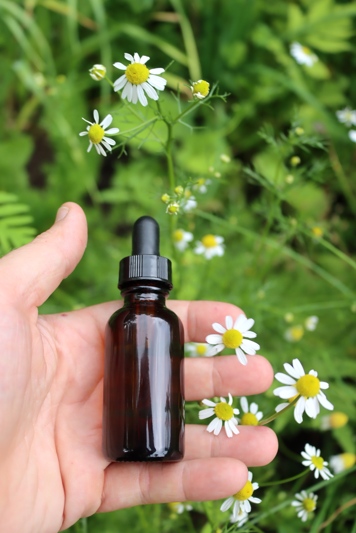 Chamomile Tincture