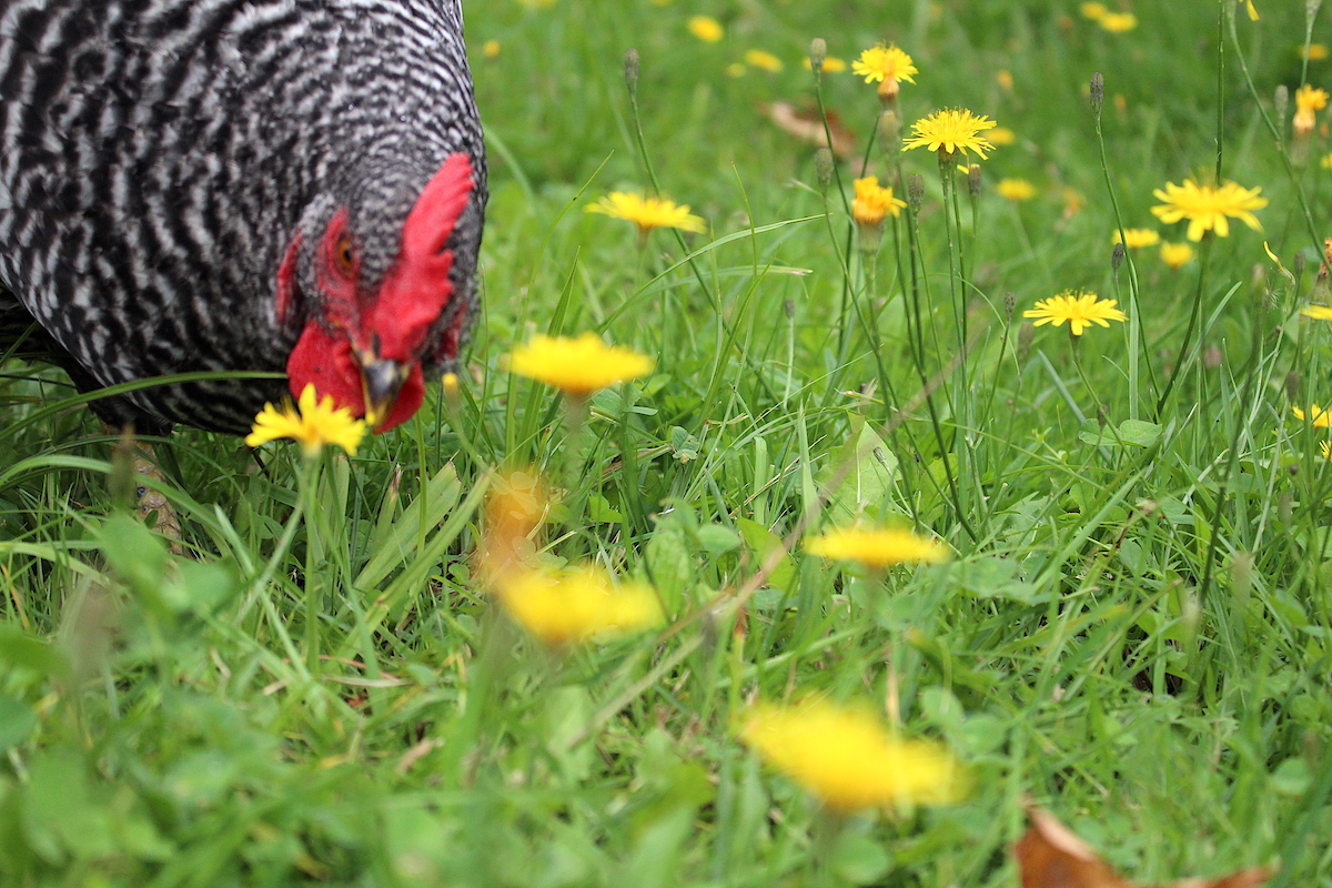 Chickens Eating Fall Dandelion