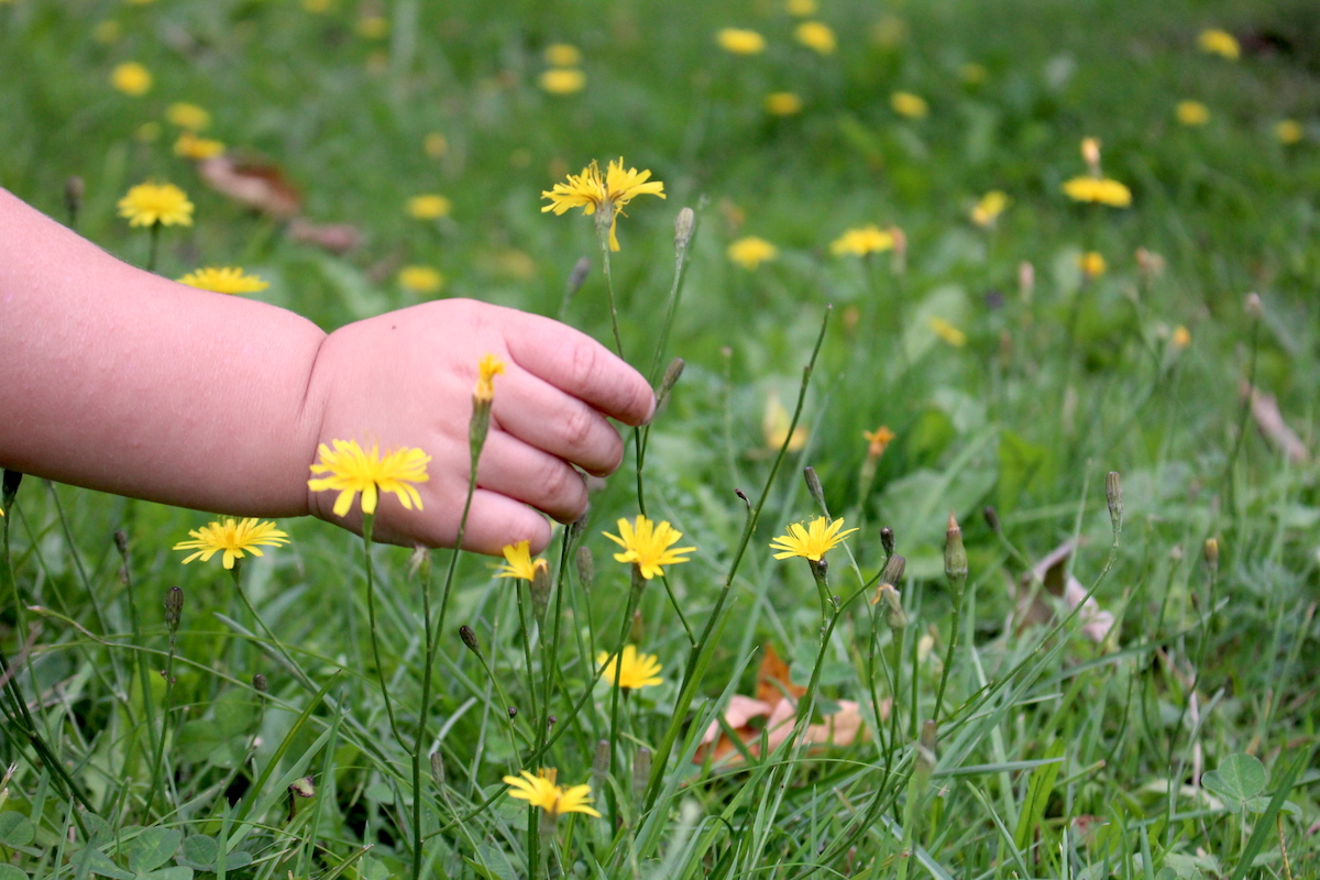 Child Picking False Dandelion