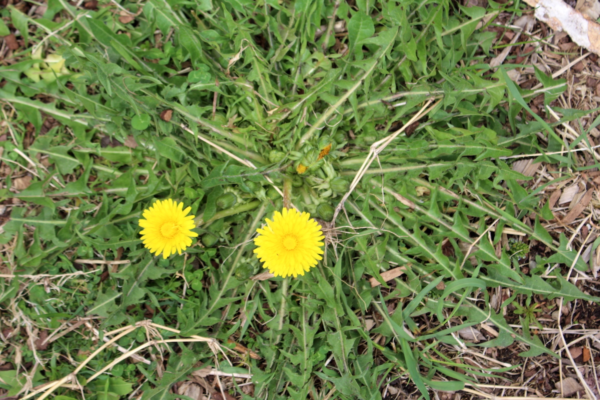 Dandelion Rosette