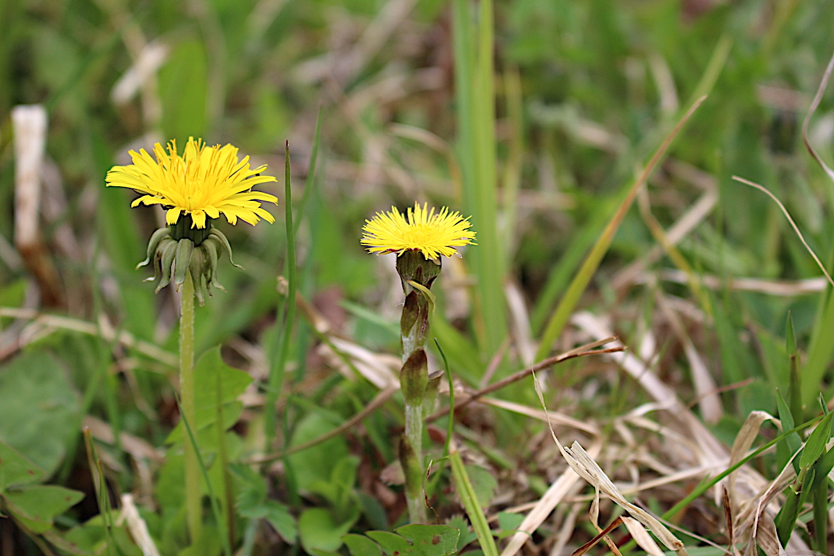 Dandelion flower (left) next to look alike coltsfoot (right)