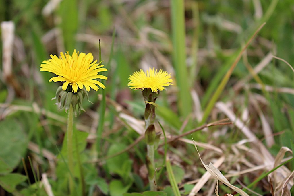 Dandelion flower (left) next to look alike coltsfoot (right)