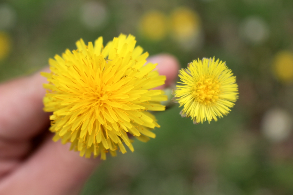Dandelion and coltsfoot top