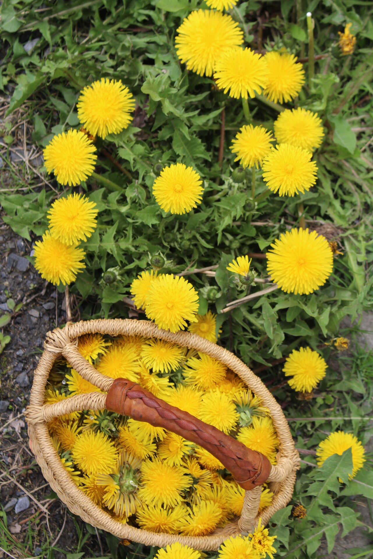 Dandelions