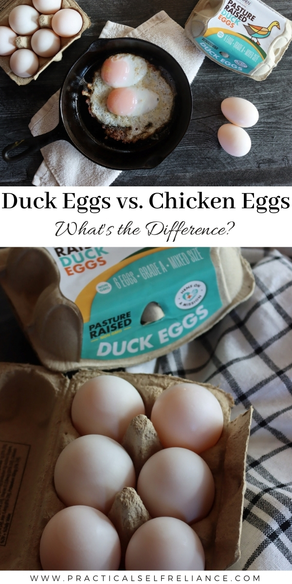 Duck Eggs v. Chicken Eggs