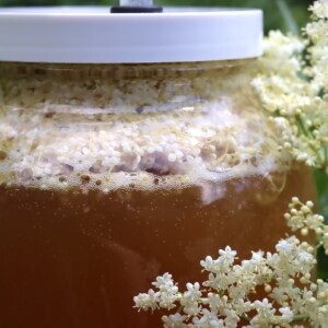 Elderflower Wine or Mead