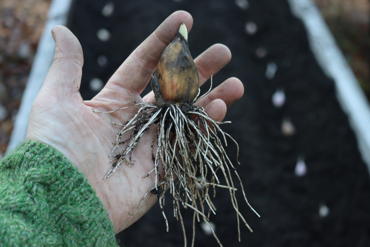 Fall Rooted Garlic
