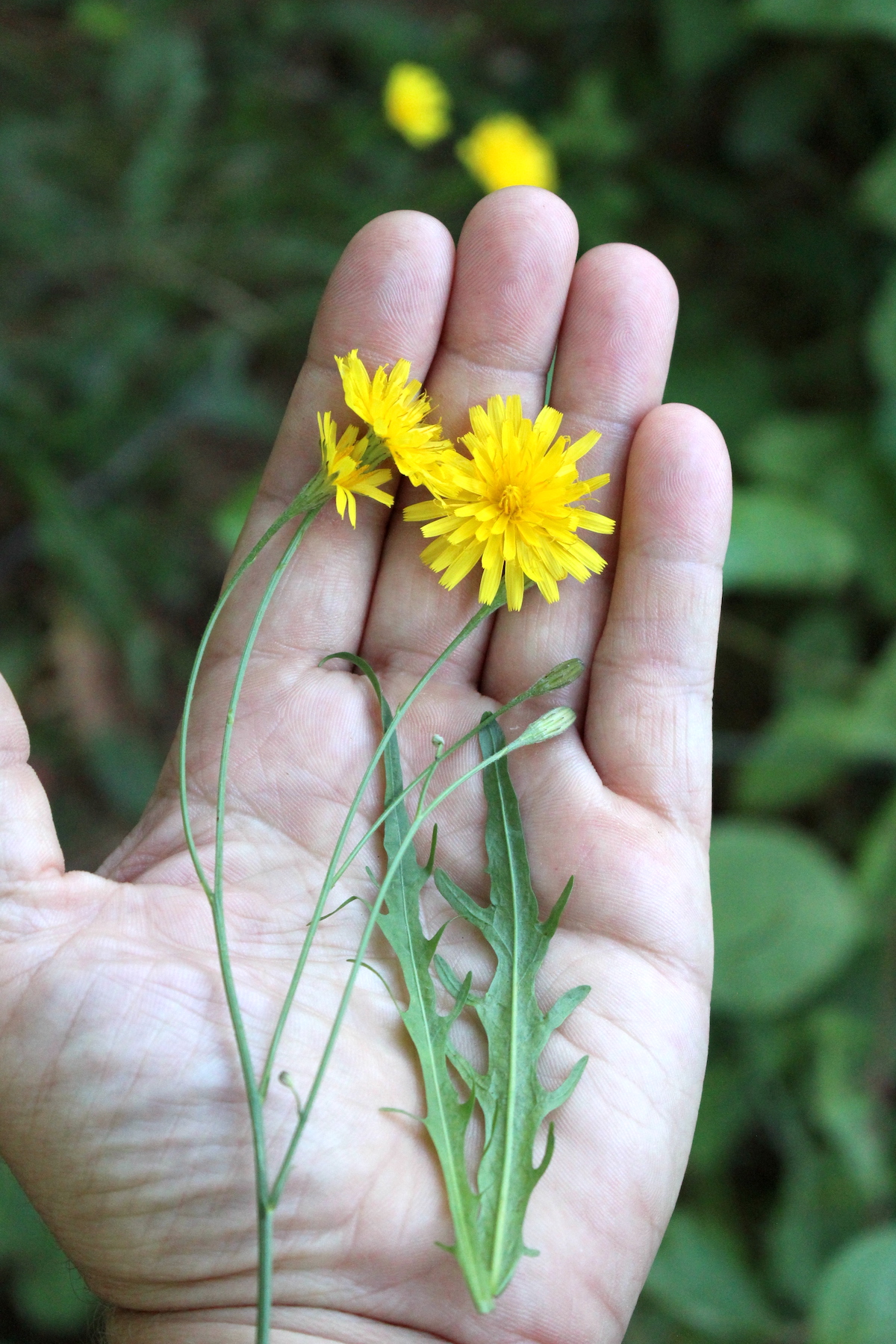 Fall Dandelion (Scorzoneroides autumnalis)