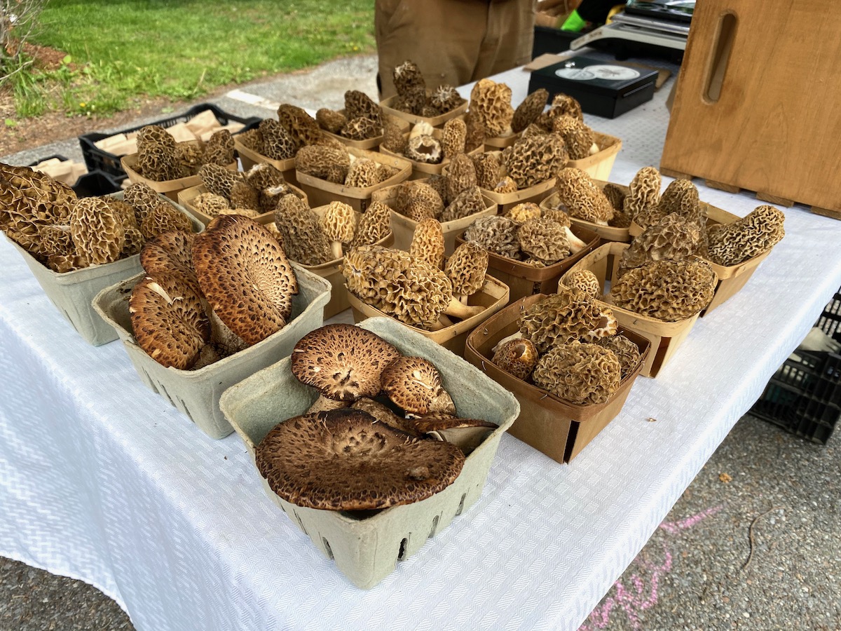Farmers Market Dryads Saddle and Morels