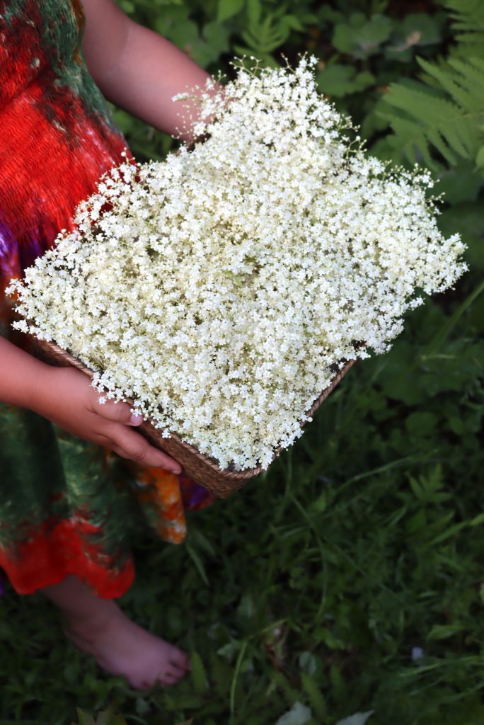 Elderflower Harvest