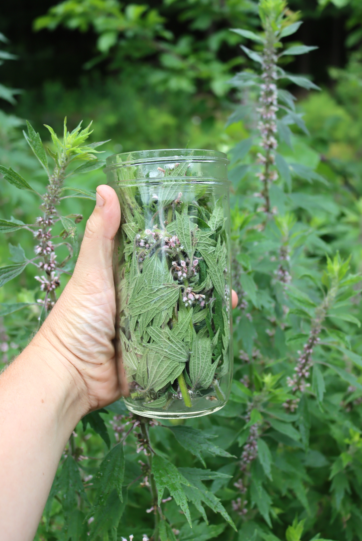 Harvesting Motherwort for tincture