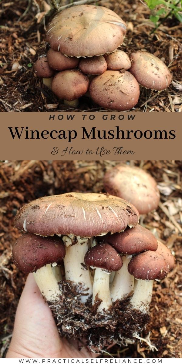 How to Grow Winecap Mushrooms