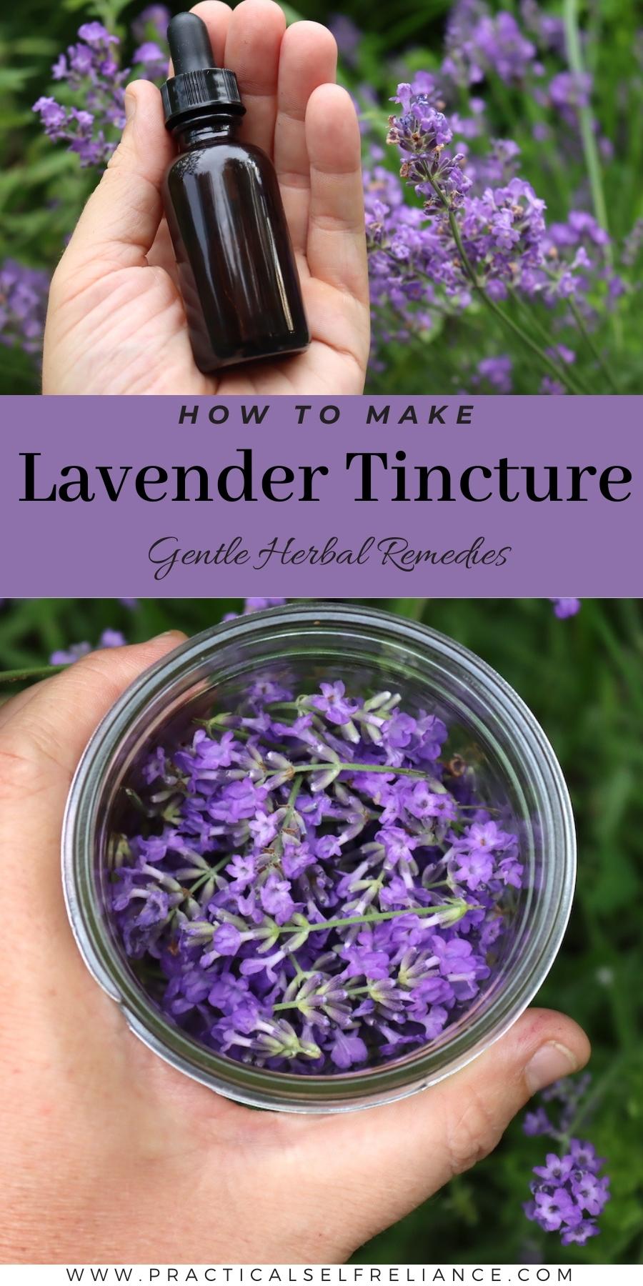 How to Make Lavender Tincture