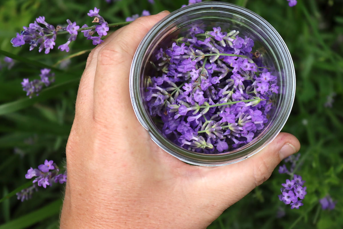 Lavender Harvest for Tincture