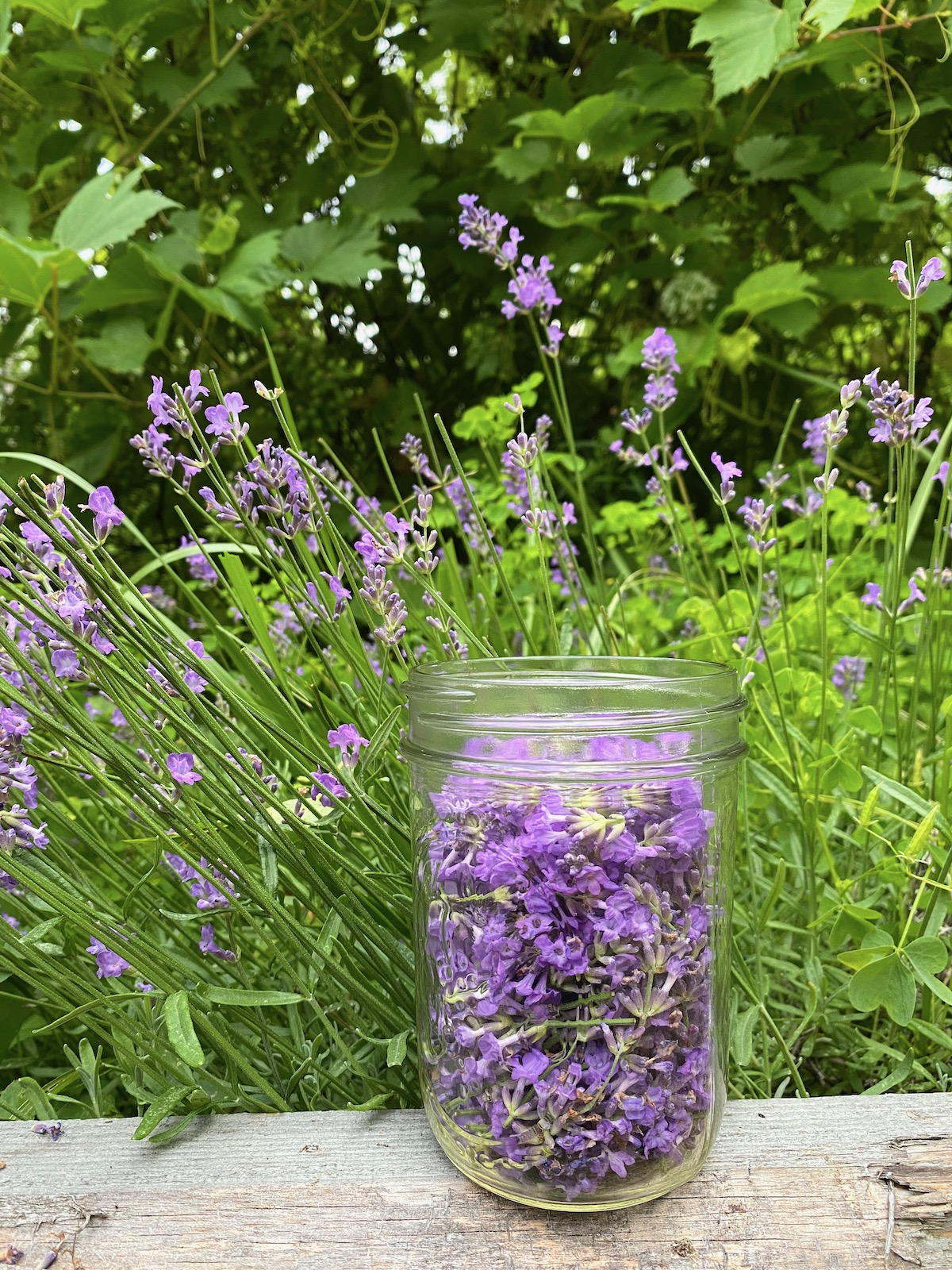Lavender Tincture