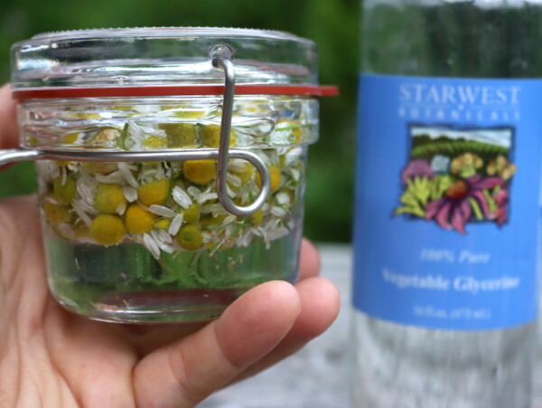 Making Chamomile Glycerite