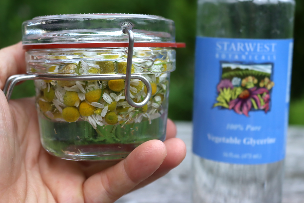 Making Chamomile Glycerite