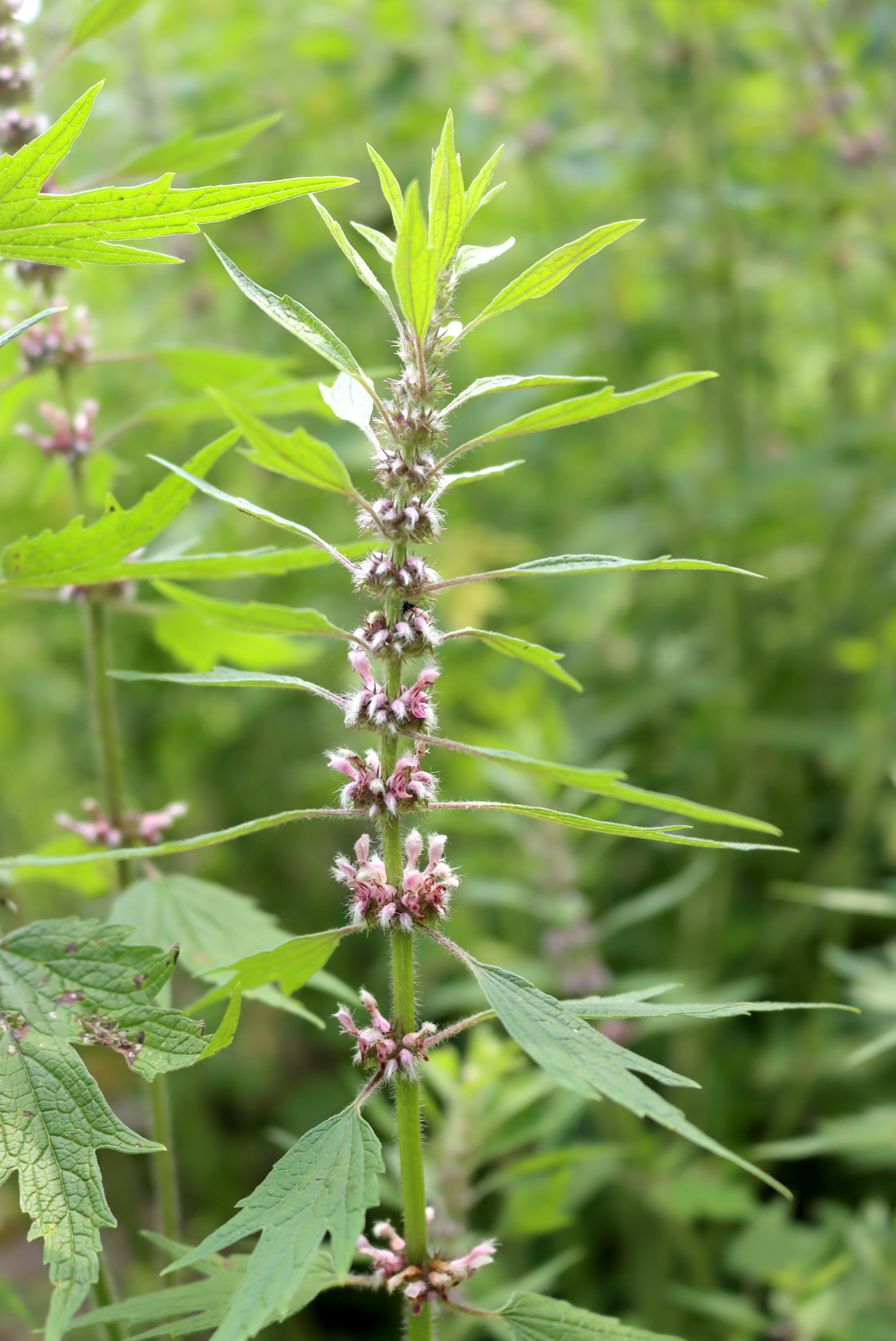Motherwort Flowers