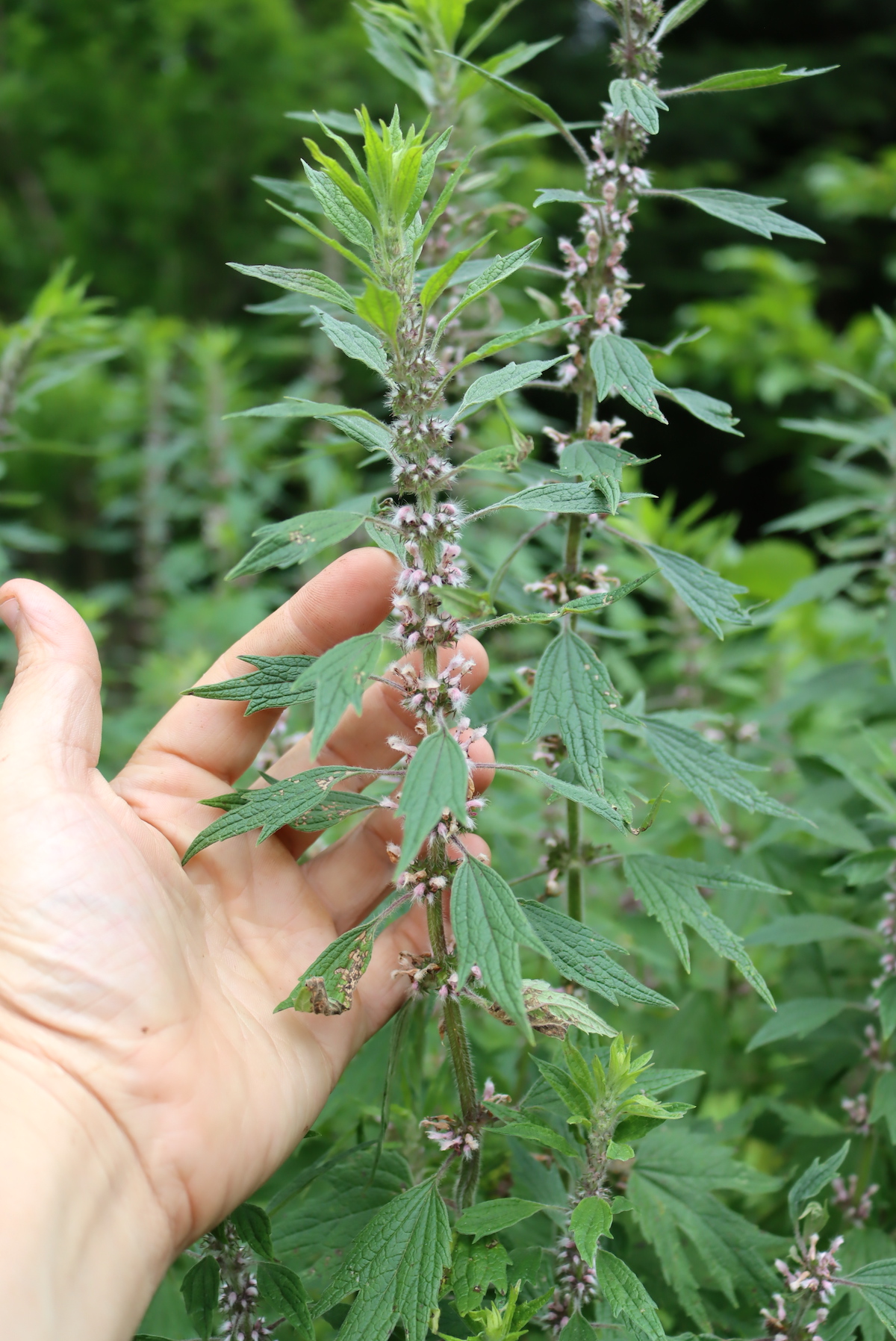 Motherwort Flowers