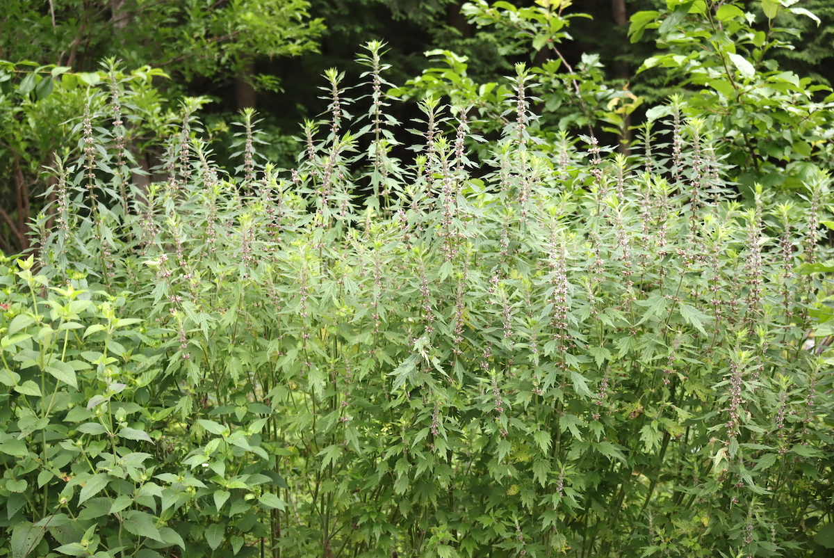 Motherwort Plant