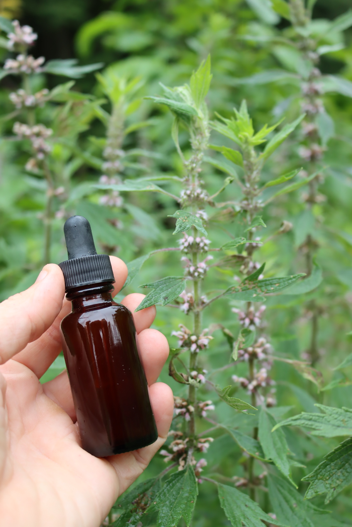 Motherwort Tincture