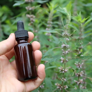 Motherwort Tincture
