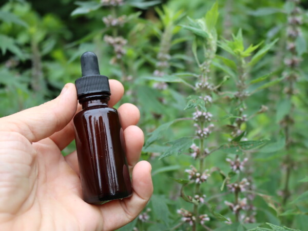 Motherwort Tincture