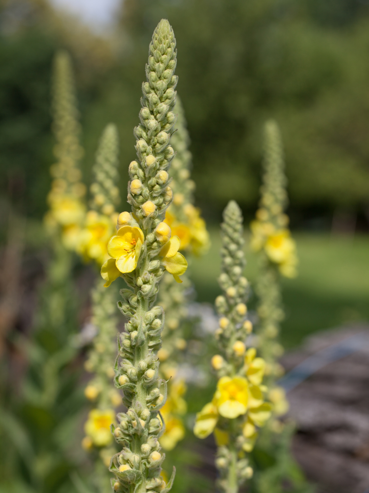 mullein