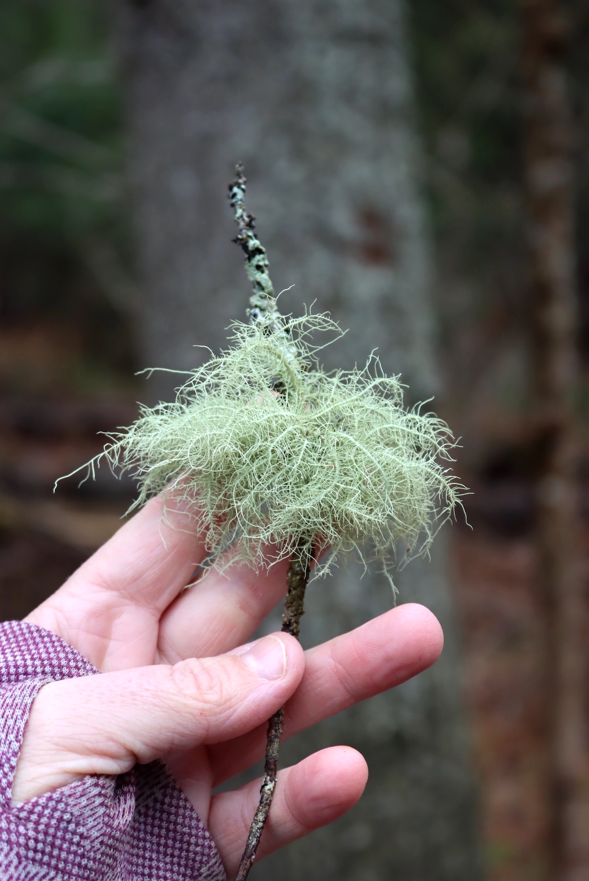 Usnea