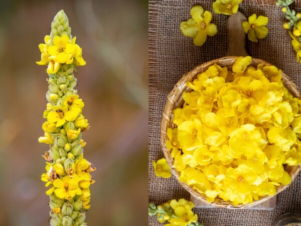 Ways to Use Mullein