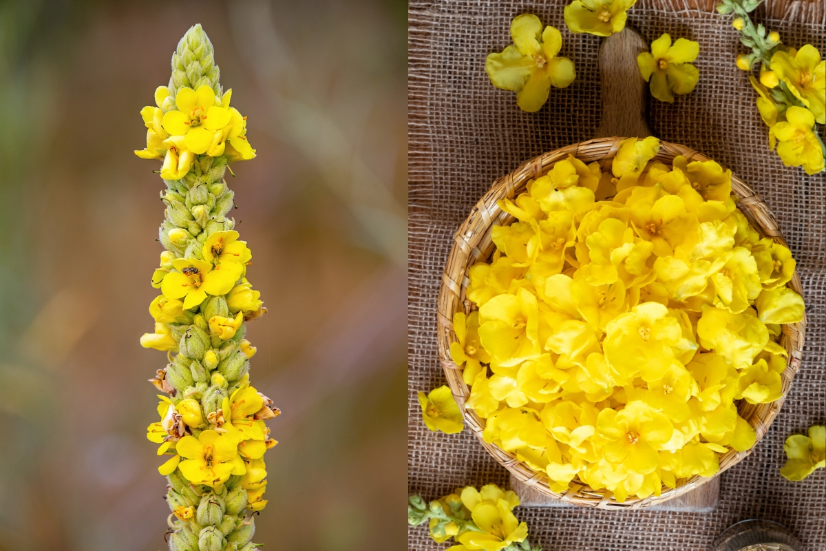 Ways to Use Mullein