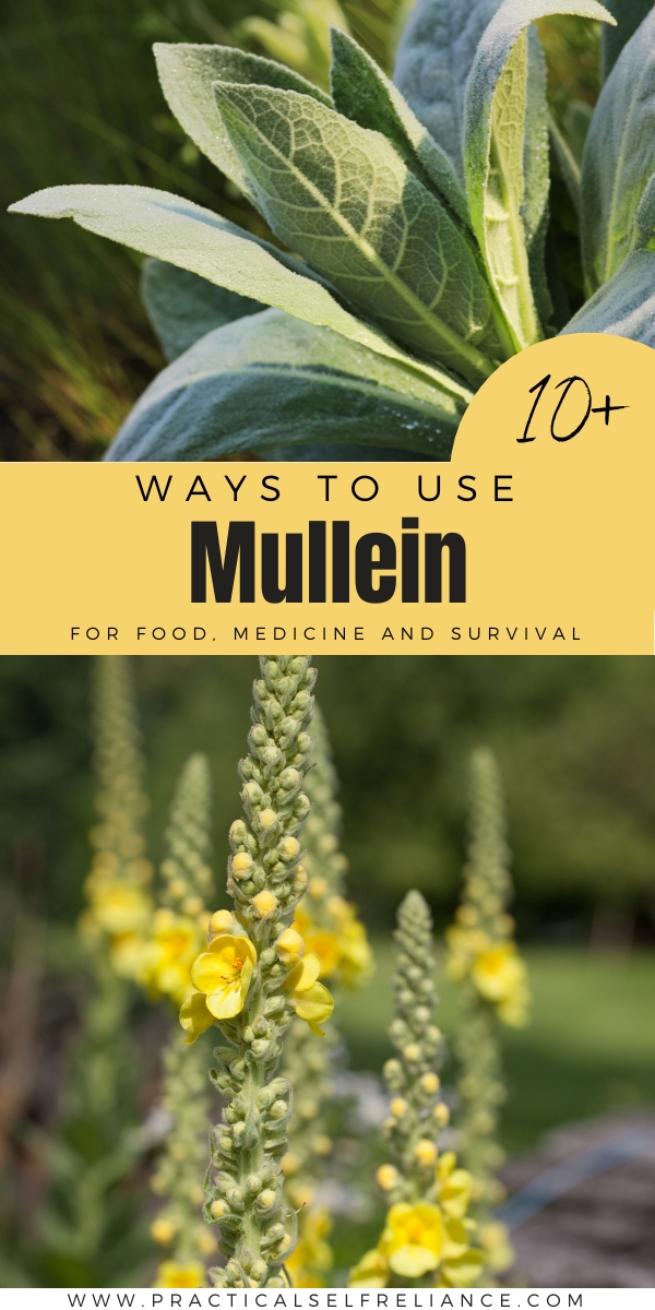 Ways to Use Mullein