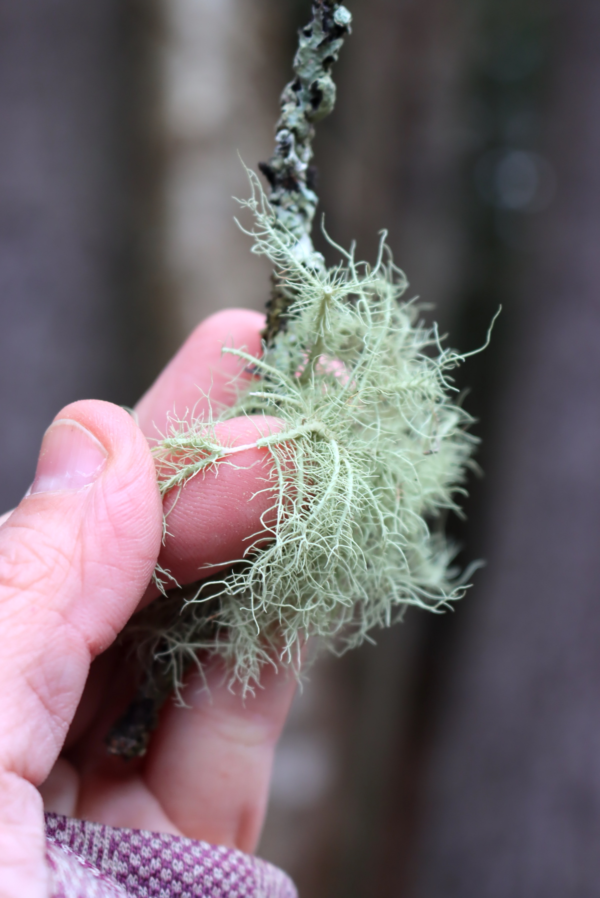 Usnea white core