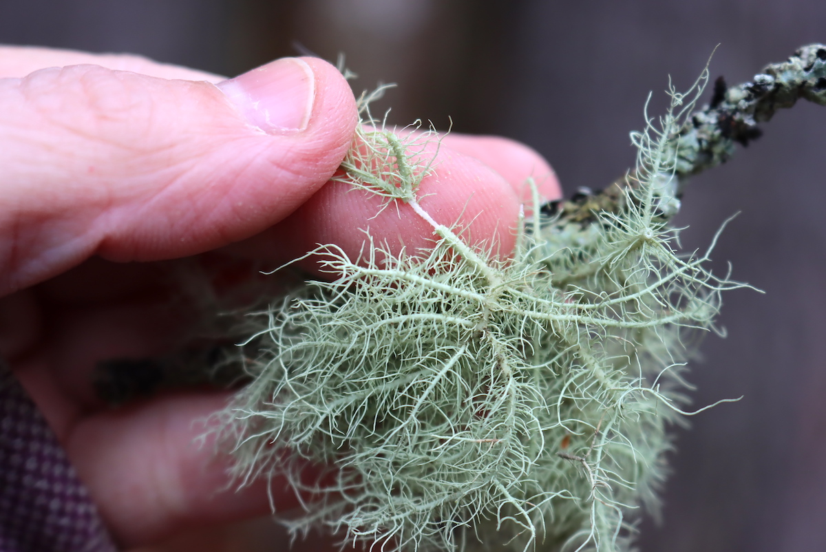 White Cord inside usnea