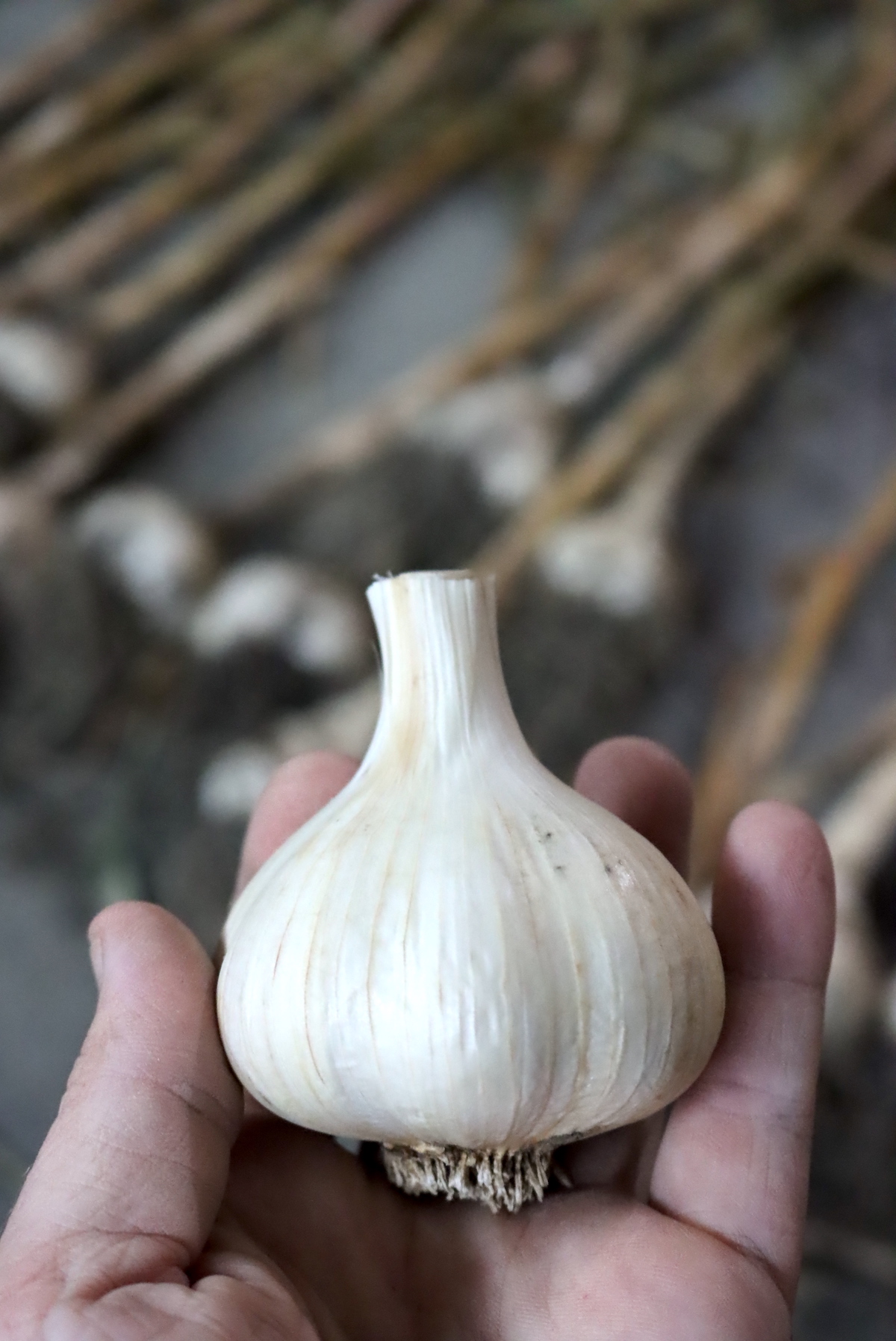 Cured Garlic Ready for Storage