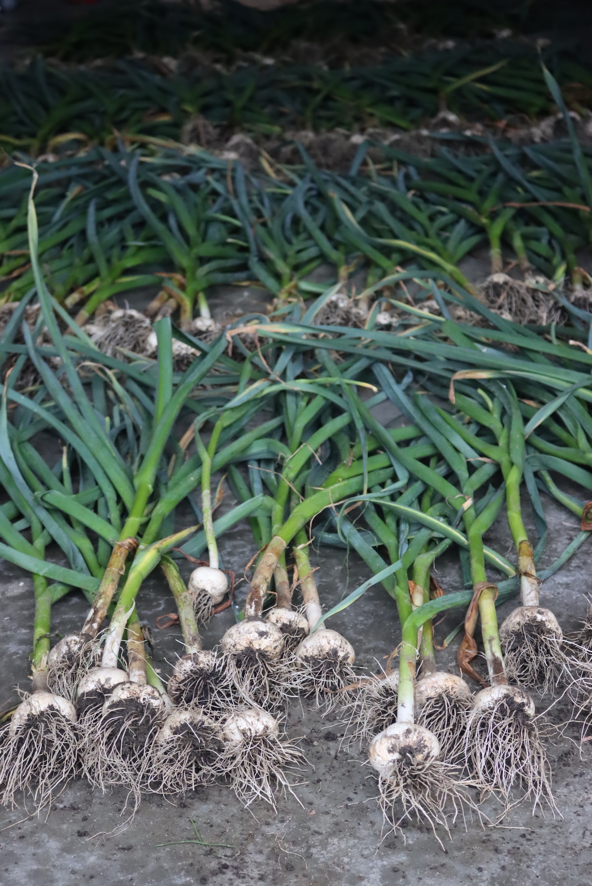 Curing Garlic