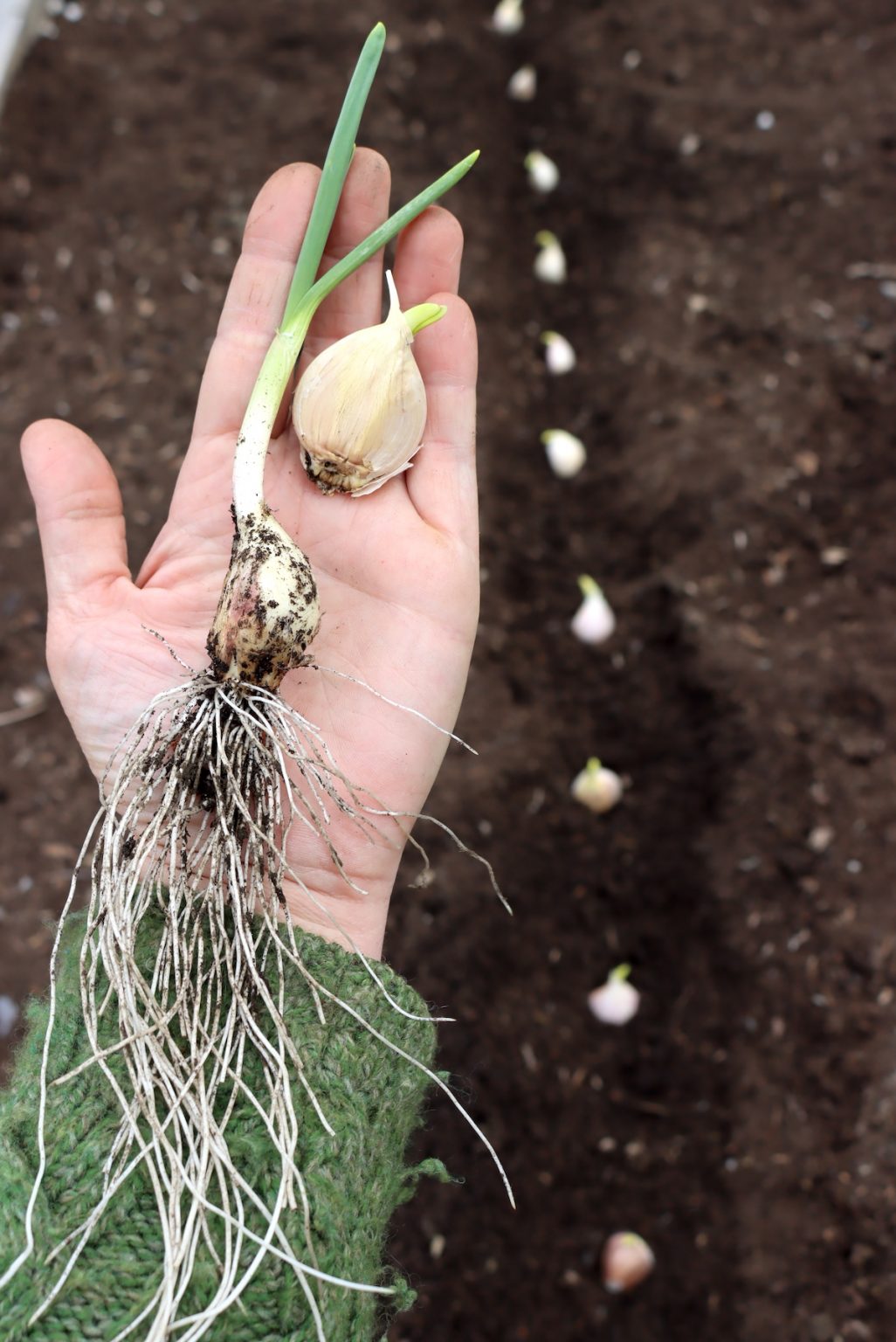 Spring Seed Garlic Planting Sprouted Garlic: How to Grow Garlic from Sprouted Cloves