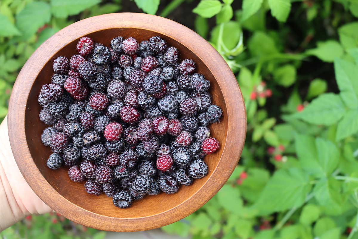 Foraging Black Raspberries