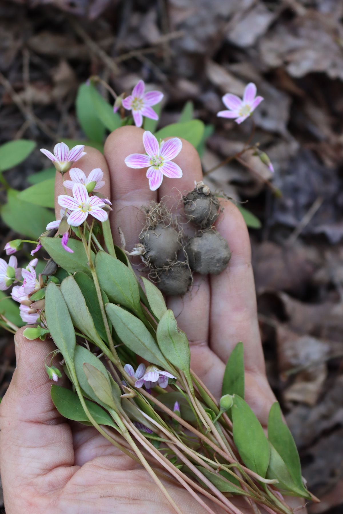 Foraging Spring Beauty