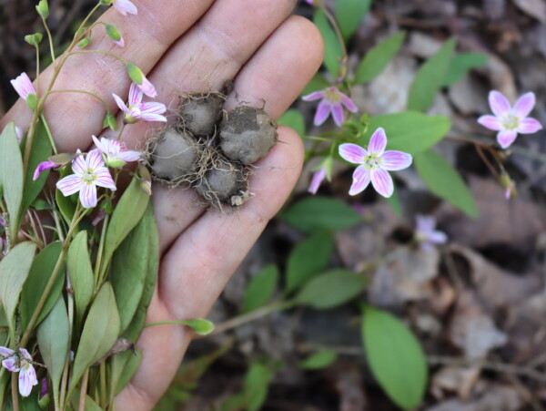 Foraging Spring Beauty